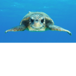 Turtle Whisperers
