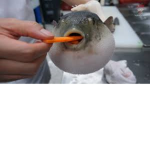 Pufferfish Meme Group (Also for clothing)