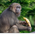 BENNY’S SUNNY MONKEY'S