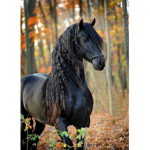 la passion le cheval