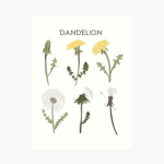 Dandelion Rose