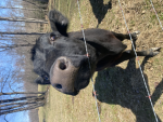 Cow, boy