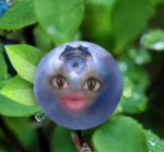 blueberry sandwich
