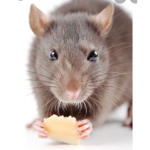 Toxic rats :>