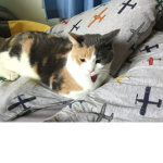 Teem Roblox cat
