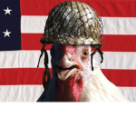 Chicken gang. BWAK!