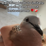 holy bird studio