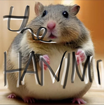 THE HAMMI’S