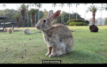 Bunnies + Pokemon rule the world
