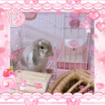 Machine kawaii plushy
