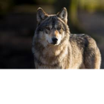 wlof
