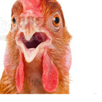 Fluffy chicken