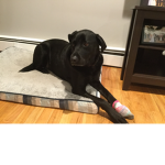 Blak labs matter (RIP Layla)