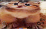 el gato home