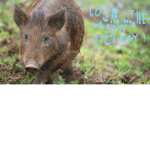 wild boar gang