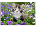 #Le club des chatons