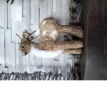 The awesome deer