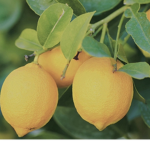 lemon’s loves <3