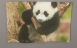 PANDA FANS FOR L1FE