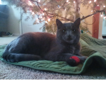 The_Kitty_Clan