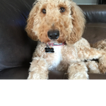 Do you like dogs