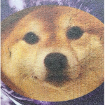 Doges to the Moon