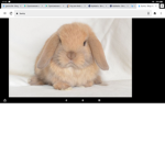 Cutie Bunnies :P