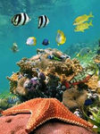 ocean creatures group