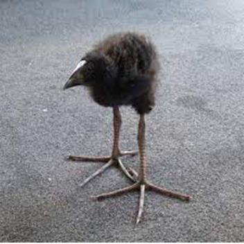 legit bird restaurant simulator