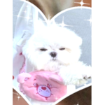 XxGalaxywolfclubxX