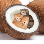 coconuts catties