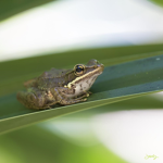 The Frogs and Waves Group