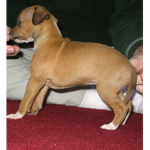 DOGS ROCK EN ROLE