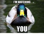 swimming ducks