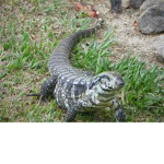 BigBrazilianLizards