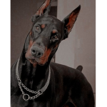 the dobermans
