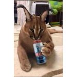 caracal place