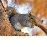 Squirrels Union