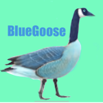 BlueGoose’s Flock