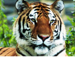 AnimalGroup (AG)