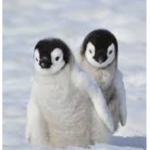 Penguin group club