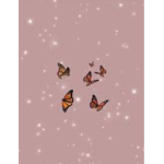 Queen Butterfly
