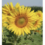 Yellow_flower_group
