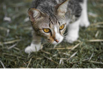 ivyclan !!