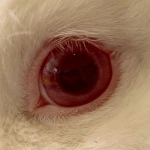 •Eyeless• Group Thumbnail