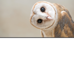Owl army group