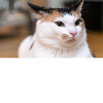 Kitty Cats.