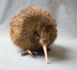 kiwi associations