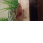 Axolotl leaders