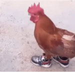 Grill chicken dev team